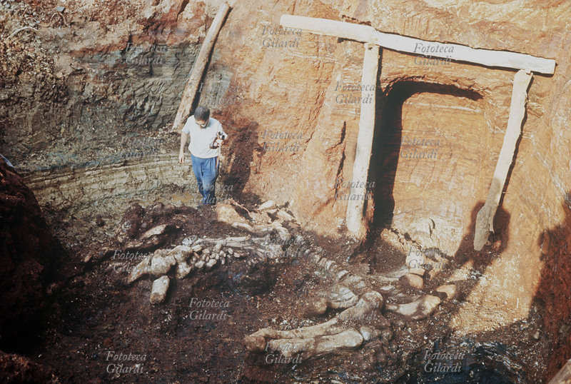 PALEONTOLOGIA ritrovamento di resti fossili di elefante nei pressi di Tarquinia. Si tratta di un esemplare di \