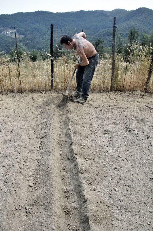 LA SEMINA DELLO ZAFFERANO (Crocus sativus) pianta della famiglia delle Iridaceae. La fine della preparazione di un solco con la zappa. Coltivazione biologica in Basso Piemonte (Monferrato). La graziosa pianta da bulbo è coltivata in Asia minore e in molti paesi del bacino del Mediterraneo tra i quali l\