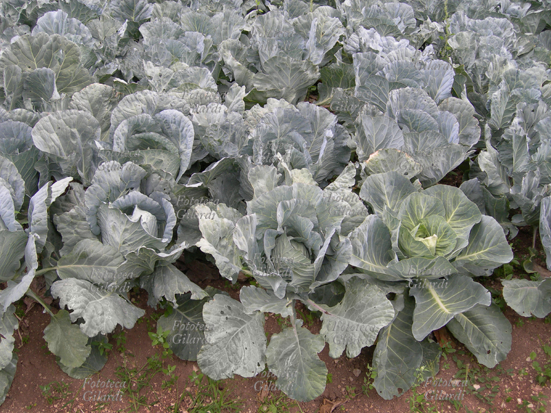 ORTO coltivato a cavoli - Il cavolo (Brassica oleracea) è una pianta appartenente alla famiglia delle Brassicacee. Trentino Alto Adige, fotografia Elena Piccini 2008