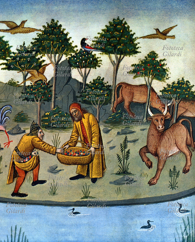 ERBARIO medicina. Miniatura medioevale raffigurante una scena di raccolta di erbe con proprietà mediche e aromatiche. Miniatura di Maitre de Charles d\