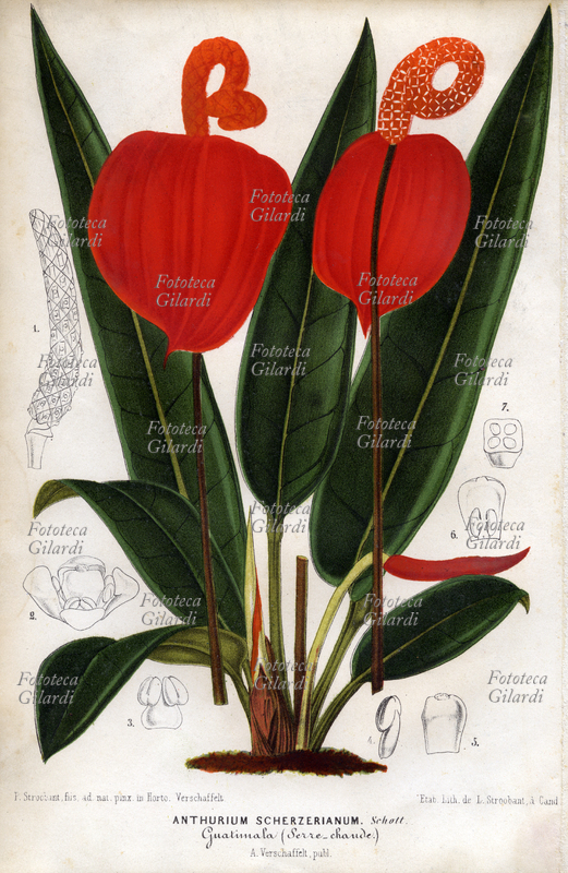 BOTANY Anthurium scherzerianum, Guatimala (greenhouses chaude). Whole plant with large spate, and schematic details: 1. spadix, 2. whole flower, 3. and 4. stamens, ovary 5., 6. 7. longitudinal section and cross section of the stesso.Illustrazione P. Stroobant son, painted from life in the botanical garden Verschaffelt and engraved in the plant lithographic L. Stroobant. Table color lithograph from the opera "L\