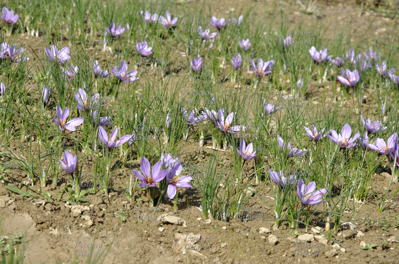 ZAFFERANO Fioritura di Crocus sativus, pianta della famiglia delle Iridaceae; coltivazione biologica su appezzamento di terreno in Basso Piemonte (Monferrato). La graziosa pianta da bulbo è coltivata in Asia minore e in molti paesi del bacino del Mediterraneo tra i quali l\