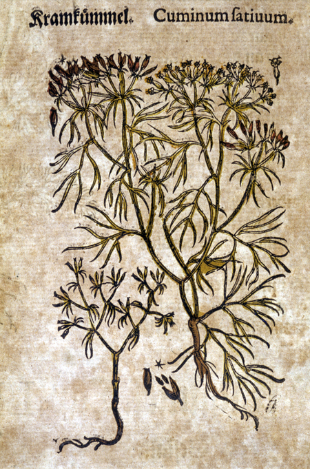 CUMINO CUMINO