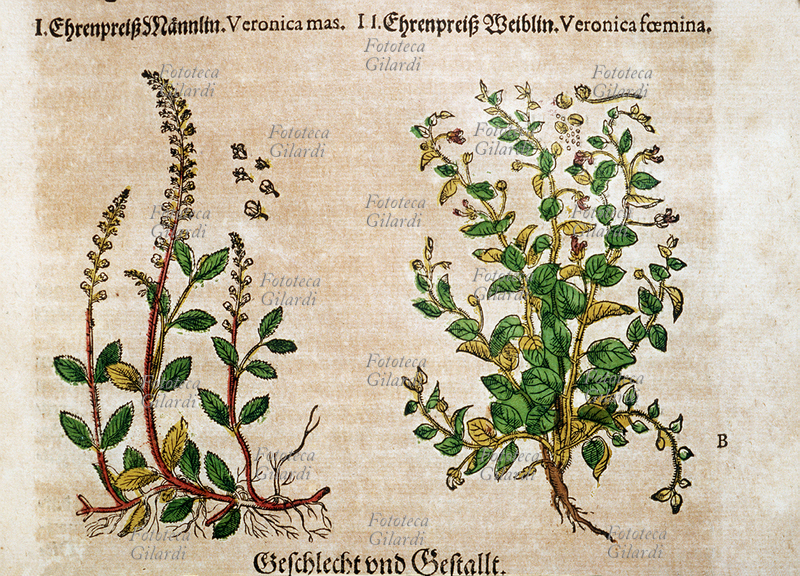 ERBARI Veronica (Veronica). Piante maschio e femmina fiorite intere, comprese le radici. Dettagli dei fiori e dei semi. Da \
