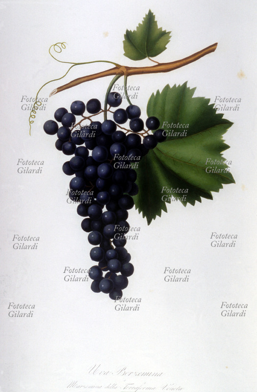 ERBARI Uva Berzemina (Uva Berzemino o Merzemino della terraferma): grappolo, pampino (foglia) e viticcio. Illustrazione cromolitografica da: "Pomona italiana ossia trattato degli alberi fruttiferi", la prima e più importante opera iconografica della pomologia italiana, curata da Giorgio Gallesio (1772-1839). Edita in fascicoli a partire dal 1817 fino alla morte del curatore, era finanziata da un originale sistema associativo: i committenti, accuratamente selezionati, si impegnavano ad acquistare ciascun fascicolo, i cui proventi finanziavano la produzione del fascicolo successivo; solo così Gallesio potè sostenere i costi dell\