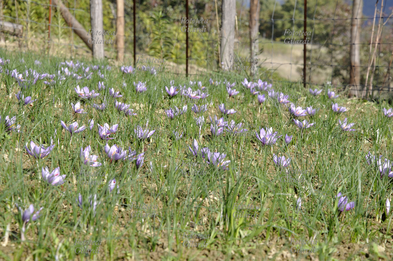 ZAFFERANO Fioritura di Crocus sativus, pianta della famiglia delle Iridaceae; coltivazione biologica su appezzamento di terreno in Basso Piemonte (Monferrato). La graziosa pianta da bulbo è coltivata in Asia minore e in molti paesi del bacino del Mediterraneo tra i quali l\