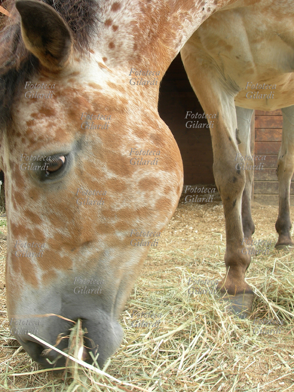 IL GUSTO DEL CAVALLO appaloosa bruca fieno. Fotografia di Patrizia Piccini, 2008