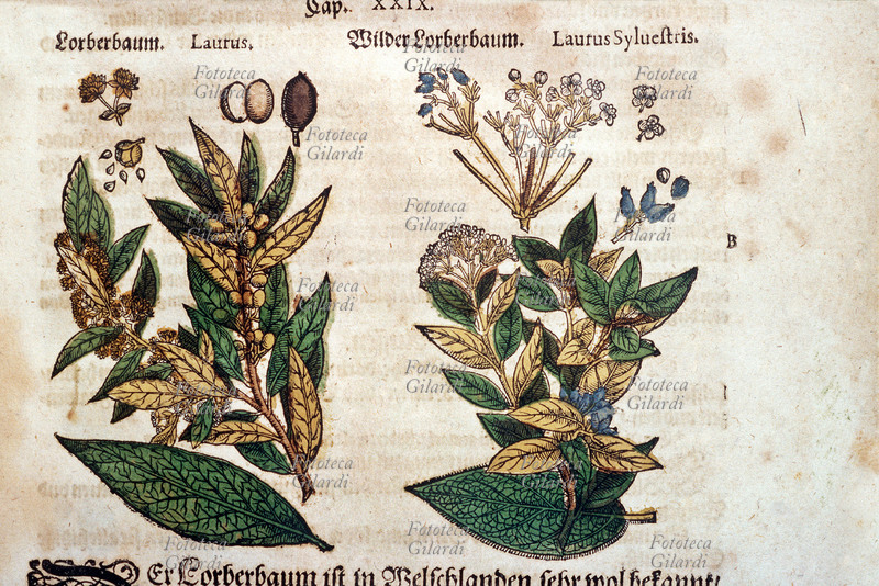 ERBARI Laurus e Laurus sylvestri (Alloro e Alloro selvatico), con dettaglio e sezioni dei fiori e dei frutti a bacca. Da \