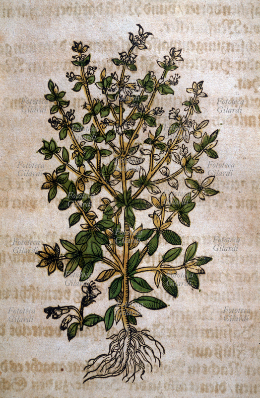 ERBARI Basilico minore (Ocimum minus). Pianta intera sradicata con fiori e dettaglio dei fiori. Da \