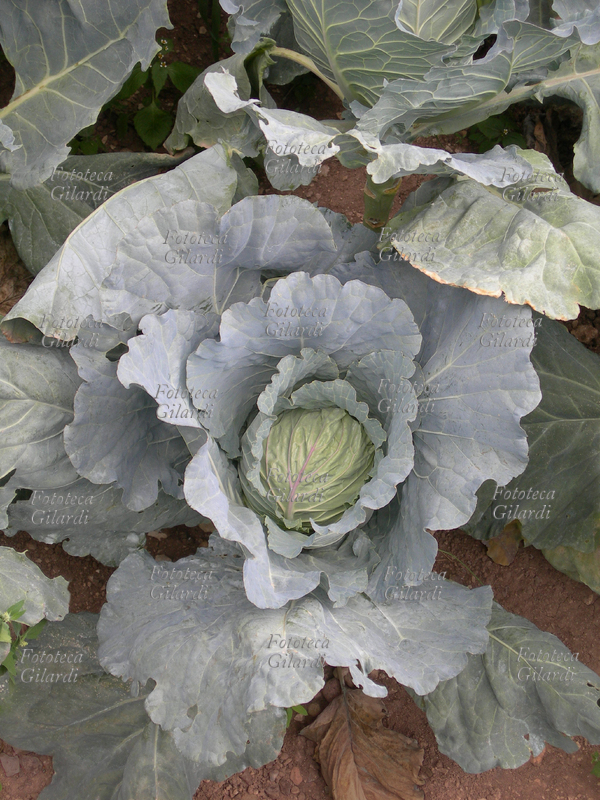 CAVOLO cappuccio nell\