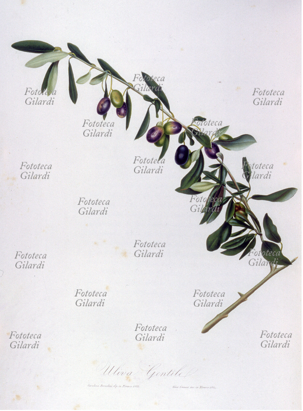 ERBARI Uliva Gentile. Tav. 69, vol. II, iIllustrazione cromolitografica da: "Pomona italiana ossia trattato degli alberi fruttiferi", la prima e più importante opera iconografica della pomologia italiana, curata da Giorgio Gallesio (1772-1839). Edita in fascicoli a partire dal 1817 fino alla morte del curatore, era finanziata da un originale sistema associativo: i committenti, accuratamente selezionati, si impegnavano ad acquistare ciascun fascicolo, i cui proventi finanziavano la produzione del fascicolo successivo; solo così Gallesio potè sostenere i costi dell\