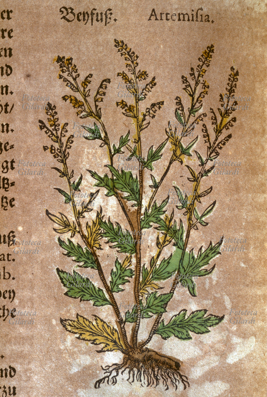 ERBARI Artemisia (Artemisia) Pianta intera con radici, foglie, fiori, frutti e semi. Da \