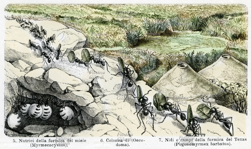 ZOOLOGIA Nutrici della formica del miele, colonna di Oecodoma, nidi e campi della formica del Texas. Tavola da enciclopedia illustrata, Italia inizio del XX secolo.