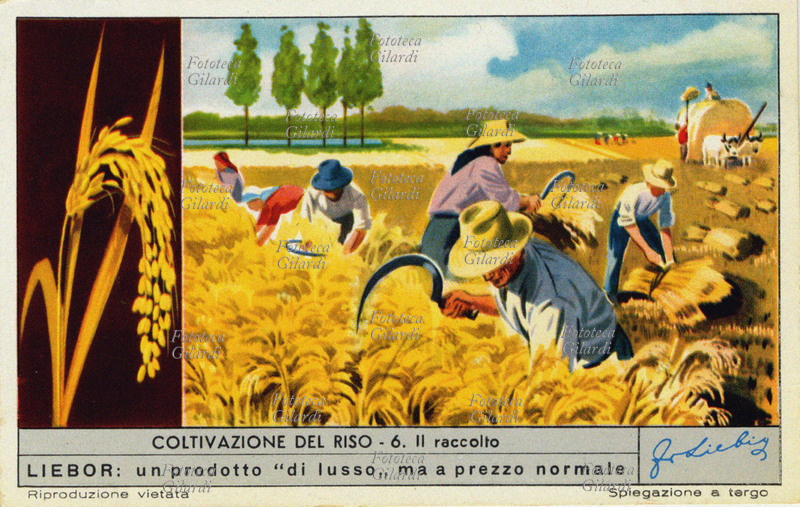 RISO Il raccolto; circa 10 giorni prima della data presumibile per la mietitura viene tolta l\