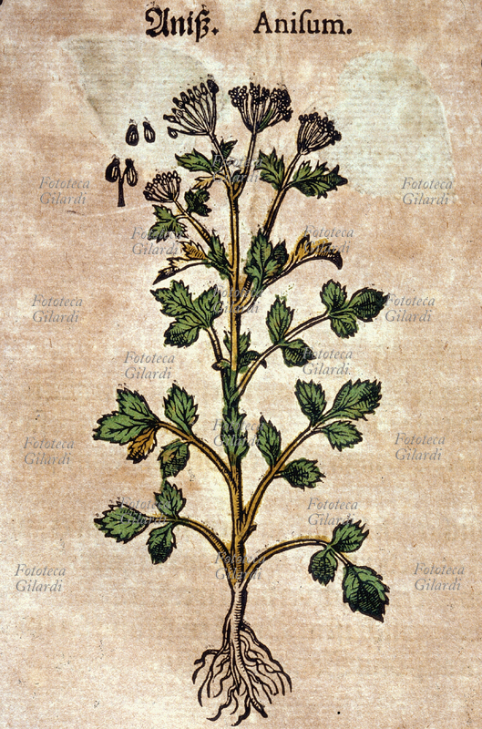 ERBARI Anice (Anisum). Pianta intera con fiori, comprese le radici. Dettaglio dei semi, usati in gastronomia. Da \