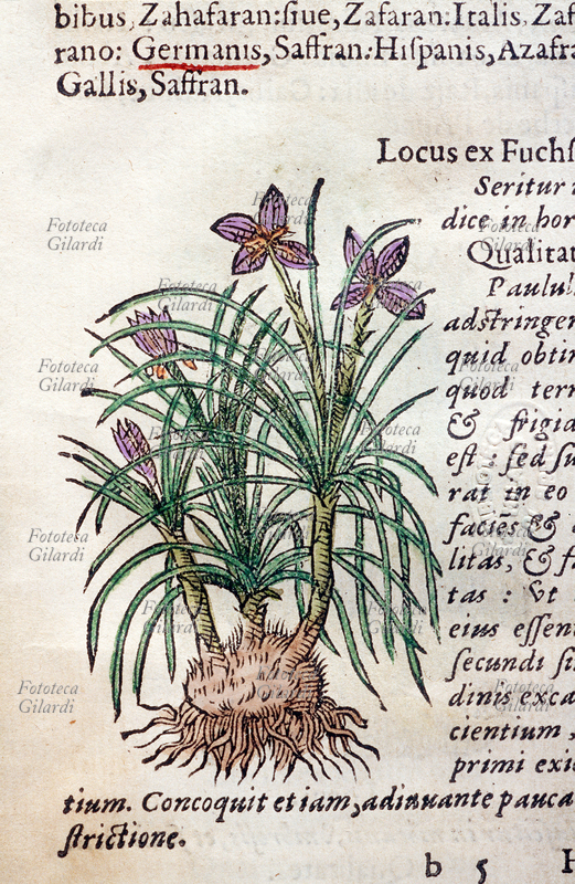 ERBARI Zafferano. (Crocum sive Crocus-Zaffarano). In alto, il nome della pianta nelle lingue più comuni. Pagina da: "Historia plantarum. Earum imagines, nomenclaturae, qualitates et natale solum. Quibus accessere simplicium medicamentoru facultates, secundum locos et genera ex Diosc." di Anton Pinatei e Petri Andreae Matthioli da Dioscoride. Gabrielem Coterium, Lione, 1561.