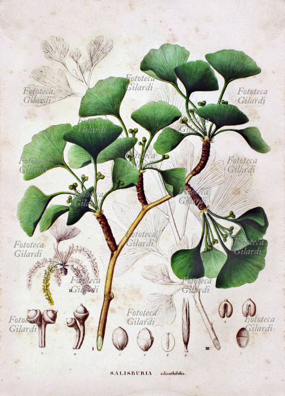 GINGKO BILOBA chiamata anche Salisburia o Pterophyllus salisburiensis, pianta classificata da E. Kaempfer, nel 1712 unica specie vivente della famiglia delle Ginkgoaceae - tavola da trattato botanico \
