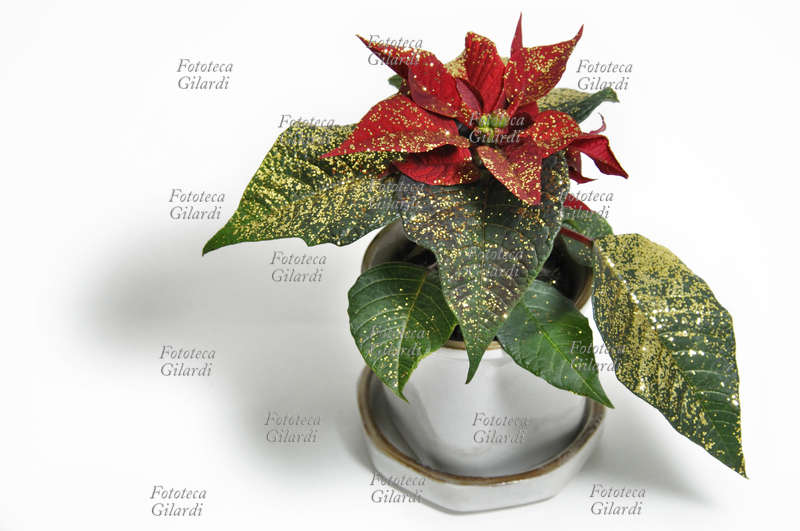 POINSETTIA Euphorbia pulcherrima, nota come Poinsettia; pianta ornamentale originaria del Messico, in Italia chiamata popolarmente Stella di Natale. La spettacolare fioritura invernale di un rosso intenso ne fa una apprezzata decorazione floreale tipicamente natalizia. Fotografia di Patrizia Piccini, Italia 2010