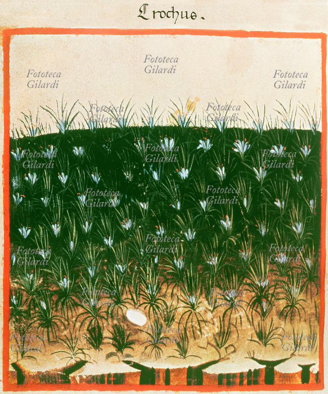 Herbaria crocus (Crocus Crocum sive, Zaffarano, Crocus sativus) plant of the family Iridaceae, coltivazine open field. The pretty plant bulb is cultivated in Asia Minor and in many countries around the Mediterranean including Italy, where crops are more extensive in the Marche, Abruzzo and Sardinia. By stigma trifid it get the precious spice known as "saffron", used in cooking and in some medical preparations. Miniature botanical treatise medieval.