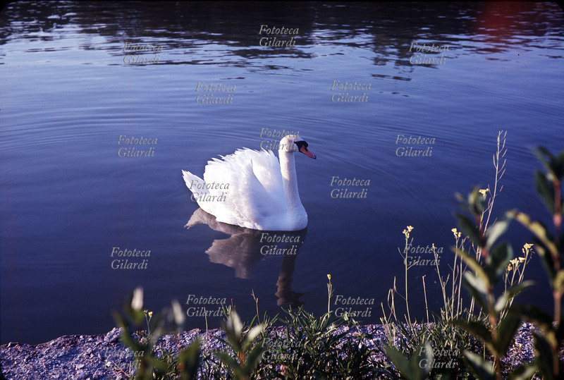 CIGNO nella piscina del Pecile, verso sera. Cigno reale (Cygnus Olor), ordine degli Anseriformi, famiglia delle Anatidi. La veduta è un omaggio del fotografo alla città che lo ospitò dalla seconda metà degli anni \