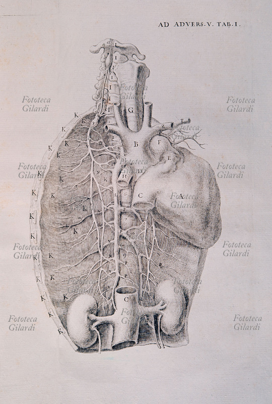 ANATOMY table from treaty of anatomy of the 18th century in which the thoracic case with the heart, the blood vessels and kidneys is represented.