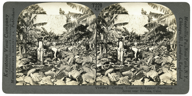 PIANTAGIONE DEL TABACCO ALL HAVANA