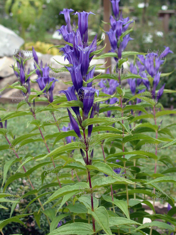 GENZIANA AZZURRA Gentiana asclepiadea L., famiglia delle Gentianaceae. La pianta è alta dai 25 ai 80 cm. I fusti sono semplici con numerose foglie opposte, lanceolate, quelle superiori recano nelle ascelle grandi fiori azzurri campanulati a 5 lobi appuntiti.. Cresce nei boschi e prati di media montagna su terreni calcarei. Fotografia di Elena Piccini, 2004
