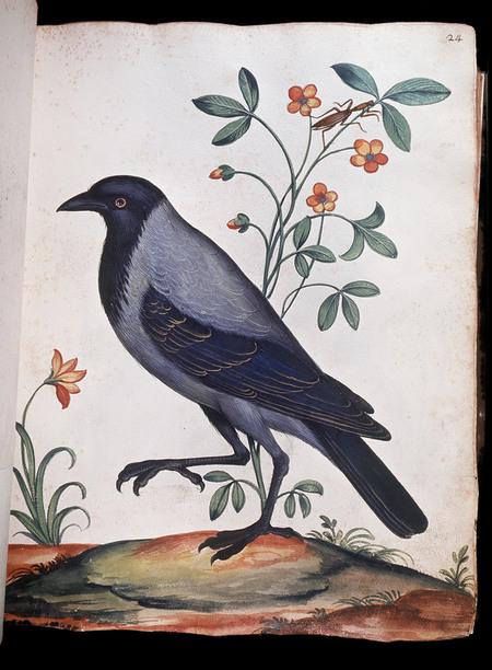 CORVO ULISSE ALDROVANDI CORVO ULISSE ALDROVANDI