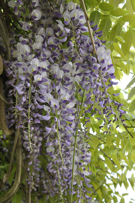 RAMO DI GLICINE FIORITO