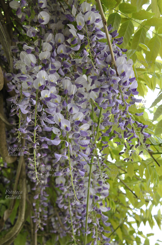 GLICINE (Wisteria sinensis) originaria della Cina, è una pianta arbustiva rampicante, rustica e vigorosa, con apparato radicale robusto che si espande facilmente, fusti volubili, che raggiungono i 1020 m di altezza a seconda del sostegno; foglie decidue, imparipennate, composte da 7-13 foglioline ovali-lanceolate con l\