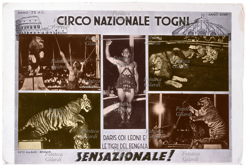 Darix TOGNI (1922-1976), circense e attore italiano. Figlio di Ercole Togni, in gioventù si esibisce in vari ruoli nel Circo Nazionale Togni. Il ruolo che lo ha reso famoso è quello di domatore. Dal 1953 diventa titolare di un proprio circo, nato dalla divisione del Circo Nazionale Togni. Nella cartolina postale promozionale del Circo Nazionale Togni compare in costume di scena al centro della composizione, fra quattro foto in cui è ripreso insieme ai grossi felini. La grafica suggerisce una discendenza diretta dello spettacolo circense moderno dalle esibizioni nel Colosseo, e una proiezione della tradizione sotto il tendone nel futuro 2000. Recita lo slogan: "Daris coi leoni e le tigri del Bengala, sensazionale!". Fotografie Foto Allegri, Brescia, circa 1950