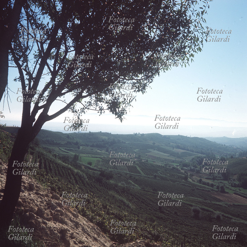 AGRICOLTURA Le colline dell\