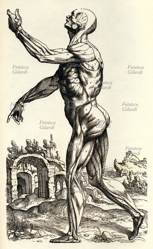 Andrea VESALIO (31 dicembre 1514 – 15 ottobre 1564), anatomista e medico fiammingo. Tavola anatomica che evidenzia i muscoli del corpo umano in vista laterale. Tavola dal trattato \