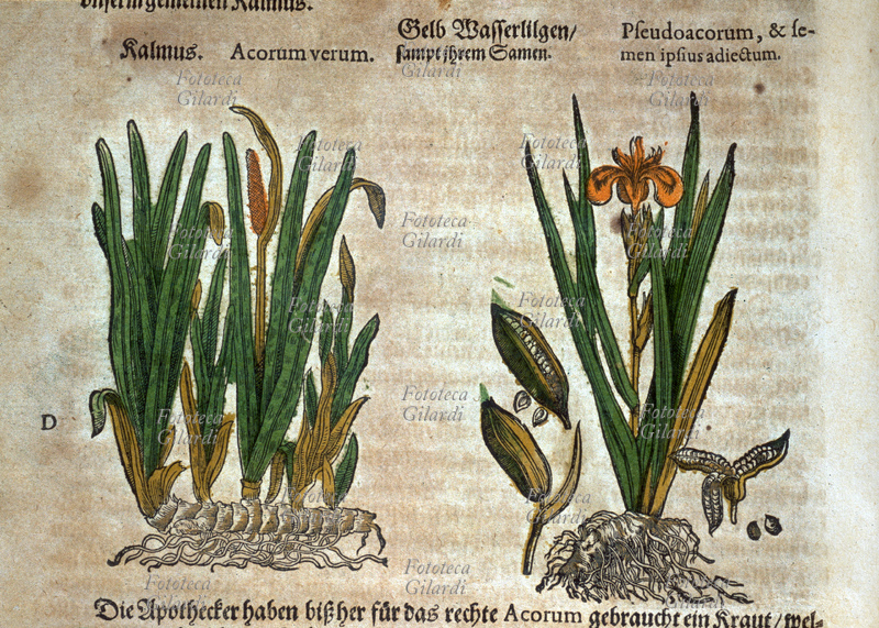 ERBARI Acorum verum e Pseudo Acorum con evidenziazione dell\