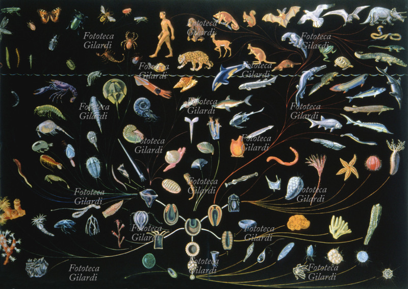 EVOLUZIONE Genealogia del Regno Animale, in una tavola secondo le teorie del paleontologo russo-norvegese Anatol Heintz (9 febbraio 1898 – 23 febbraio 1975) e di L. Stromer. In basso sono raffigurate le prime forme di vita, gli sporozoi, salendo si arriva alle diverse specie di animali, mammiferi, anfibi, acquatici ecc. Illustrazione, Norvegia, 1939.