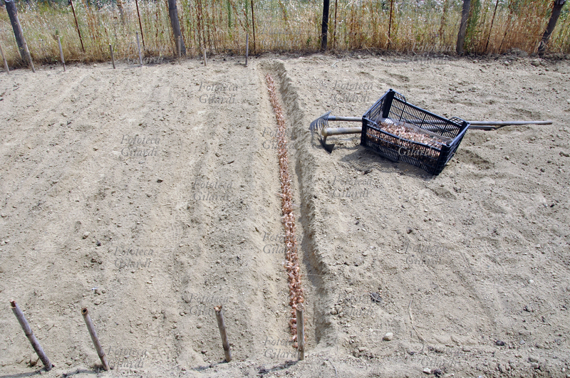 LA SEMINA DELLO ZAFFERANO (Crocus sativus) pianta della famiglia delle Iridaceae. L’intero solco, con i bulbi a dimora, dopo la prima copertura manuale leggera; visione d’insieme. Coltivazione biologica in Basso Piemonte (Monferrato). La graziosa pianta da bulbo è coltivata in Asia minore e in molti paesi del bacino del Mediterraneo tra i quali l\