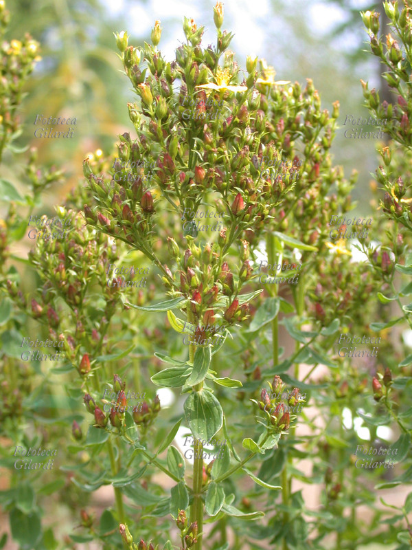 IPERICO Hypericum hirsutum, L. famiglia delle Guttifere. Nome comune, erba di san Giovanni irsuta. Fotografia di Elena Piccini, Italia 2004.