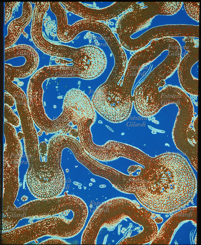 COLORI ARBITRARI elaborazione cromatica di una struttura naturale dall\