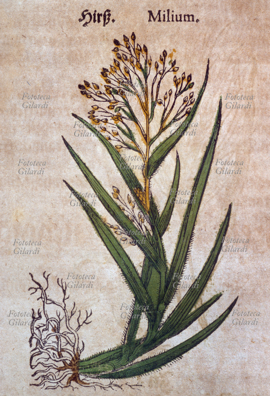 ERBARI Miglio (Milium) una pianta completa di foglie, infiorescenza e radici. Da \