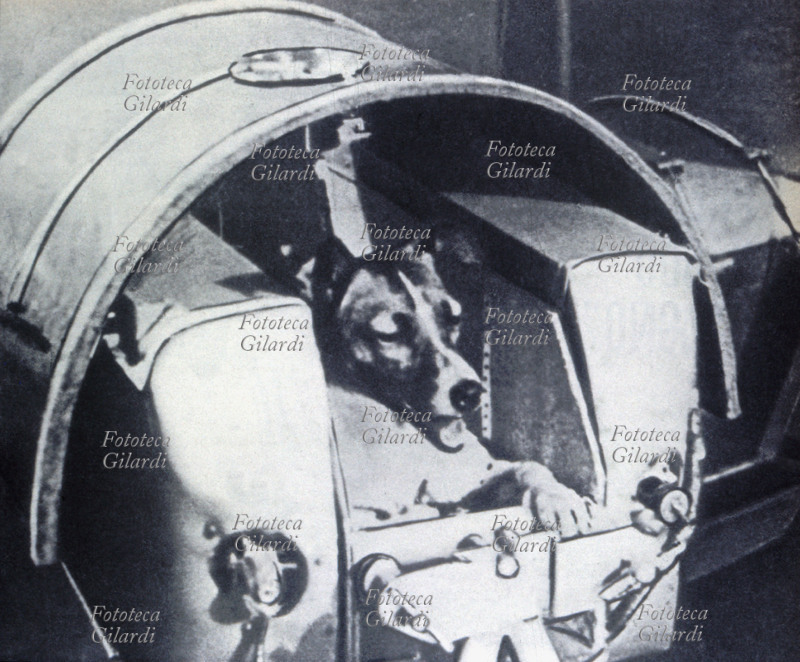 LAIKA (1954 – November 3, 1957), the dog chosen for the launch inside the Sputnik II satellite: the first living being sent into orbit, to test the possibility of survival. The mission did not include reentry: the capsule was equipped with food, water and vital signs detectors, the dog died a few hours after the launch, presumably due to the lack of thermal protection; the lack of heat shield also caused the complete disintegration of the satellite and its host when it re-entered the atmosphere 5 months later. USSR November 3, 1957.