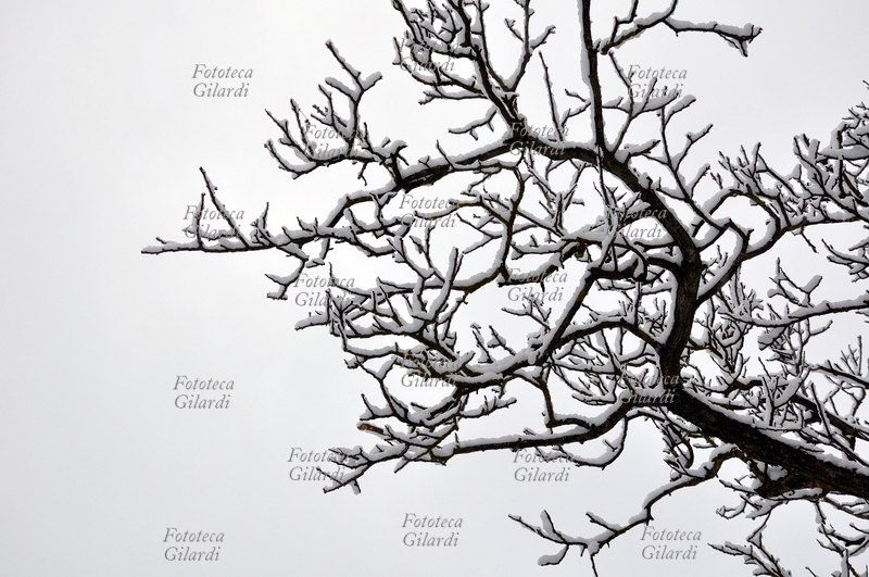 INVERNO ramo di albero scheletrico coperto dalla neve Fotografia di Patrizia Piccini, febbraio 2010