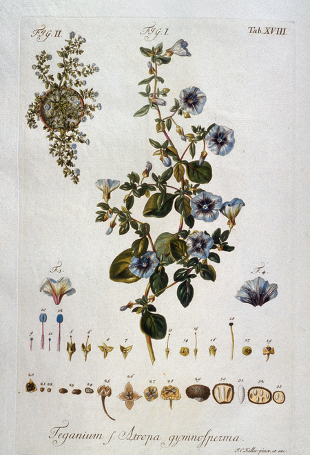 TEGANIUM ATROPA