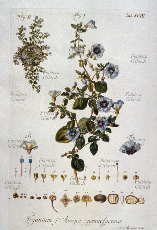 ERBARI Teganium procumbens. Atropa gymnosperma. Pianta intera in vaso, dettaglio dei fiori e dei semi interi e in sezione. Tavola XVIII da: "Icones plantarum et analyses partium aeri incisae (...)" del botanico D. Kasimir Christoph Schmidel (1718-1791) e Georg Wolfgang Knorr (1705-1761), naturalista e calcografo. Calcografia, Norimberga 1747.