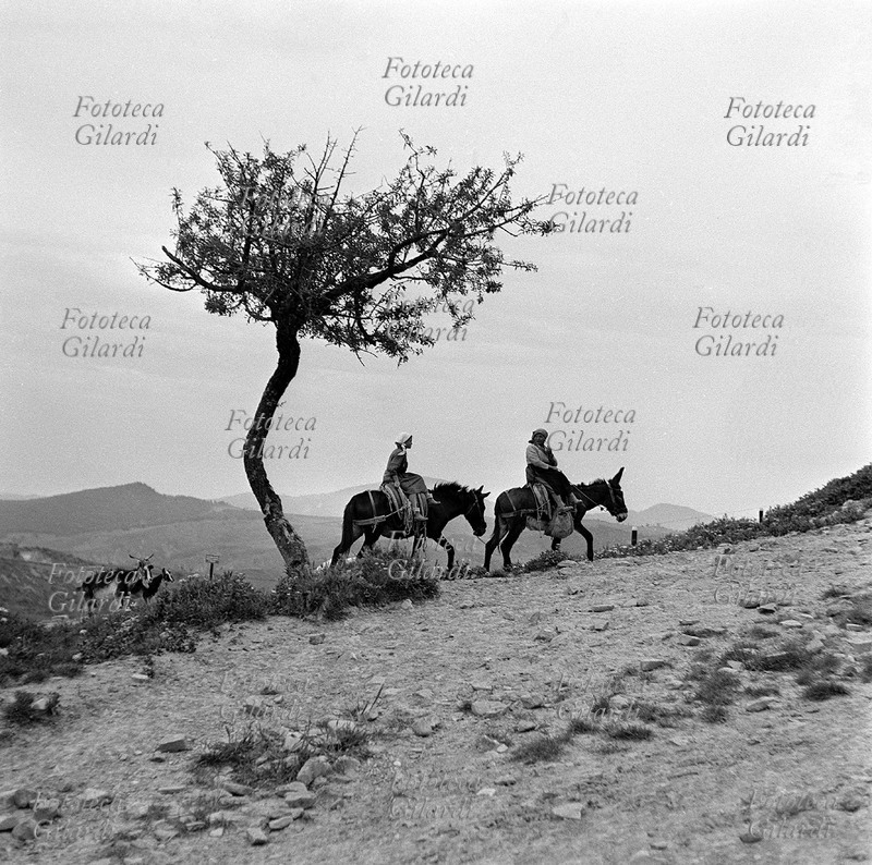 AGRICOLTURA due contadine al ritorno dai campi, cavalcano un mulo e un asino e i loro profili si stagliano contro il cielo; con loro tornano anche le capre che le avevano seguite al pascolo. Fotografia di Ando Gilardi (1921 - 2012) #andogilardi, Lucania 1957.
