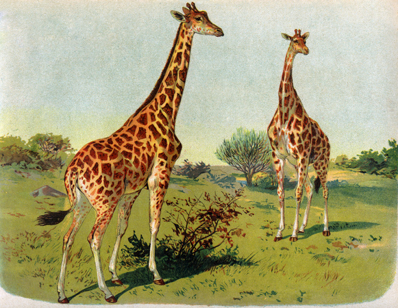 GIRAFFE NELLA SAVANA