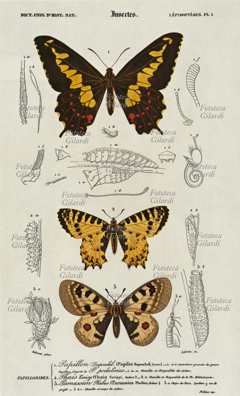 FARFALLE Al centro della tavola le farfalle a sviluppo avvenuto, a lato sono indicati gli stadi della metamorfosi del bruco. Tavola dal \