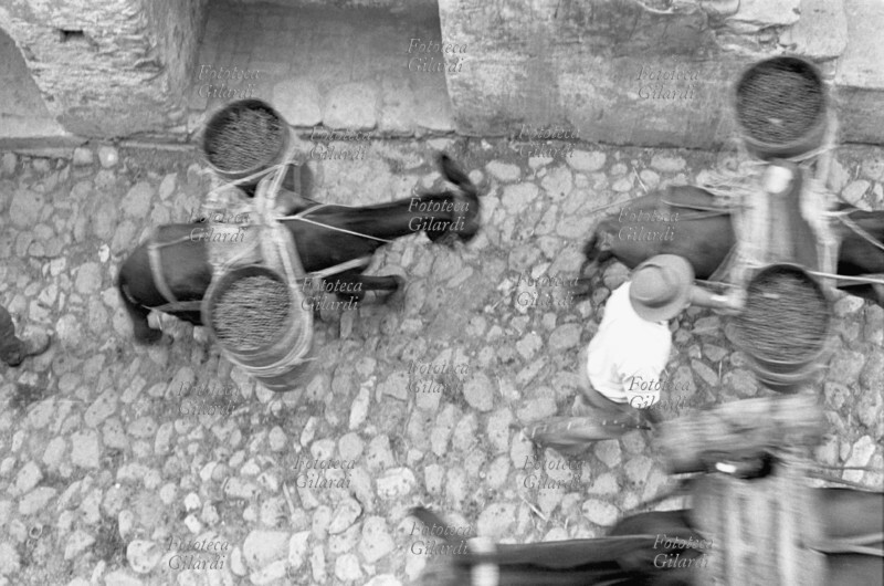 TRANSPORT Donkeys loaded with packsacks return to the town heavy with grapes from the fresh harvest, crossing the streets of the citadel in a caravan (sequence). Photograph by Ando Gilardi (1921 - 2012) #andogilardi, Melissa circa 1950.