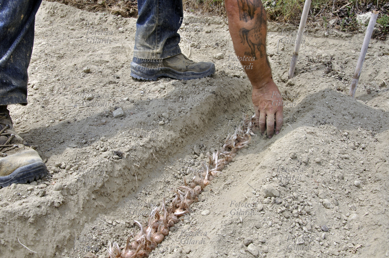 LA SEMINA DELLO ZAFFERANO (Crocus sativus) pianta della famiglia delle Iridaceae. L\