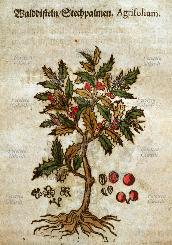 ERBARI Agrifolium (Agrifoglio). Arbusto o piccolo albero sempreverde coltivato a scopo ornamentale. Tavola con dettaglio e sezione dei fiori e delle bacche. Da \