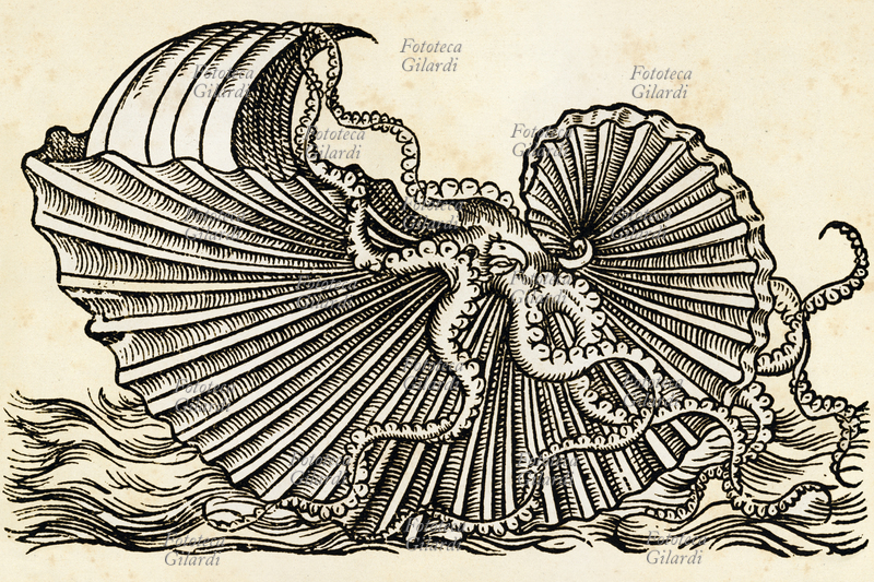 MOSTRI MARINI Incisione di Pierre Belon (1517 – aprile 1564) che raffigura l\